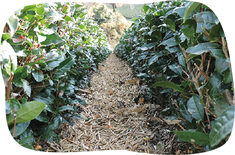 茶草場農法の効果